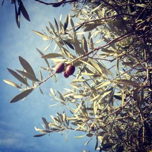 11016520_10153160314468307_1899675881_n