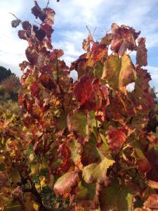 11016761_10153160316633307_1632784384_n