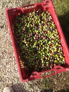 11026342_10153160314498307_615364630_n