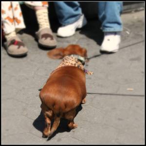 12001814_10153895925640101_41929691_o