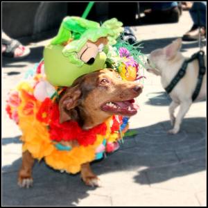 12005970_10153895926385101_384819005_o